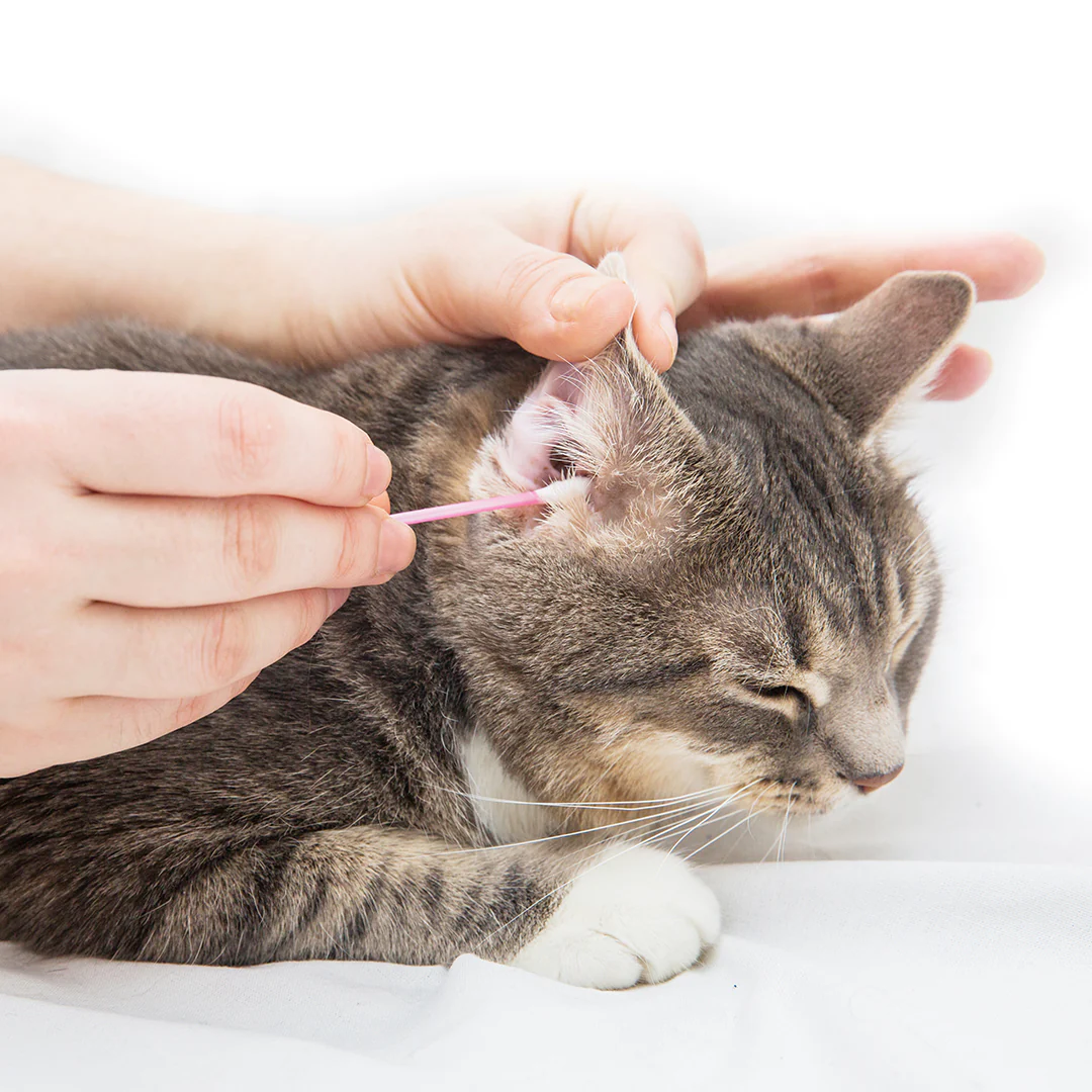 Haustier Geschäft 26 Haustier Geschäft -Haustier Geschäft Cat EarClean 1