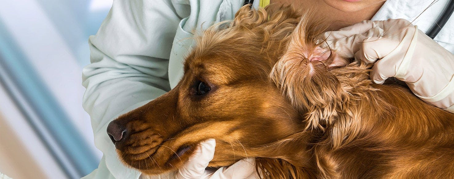 Haustier Geschäft -Haustier Geschäft can dogs get ear infections
